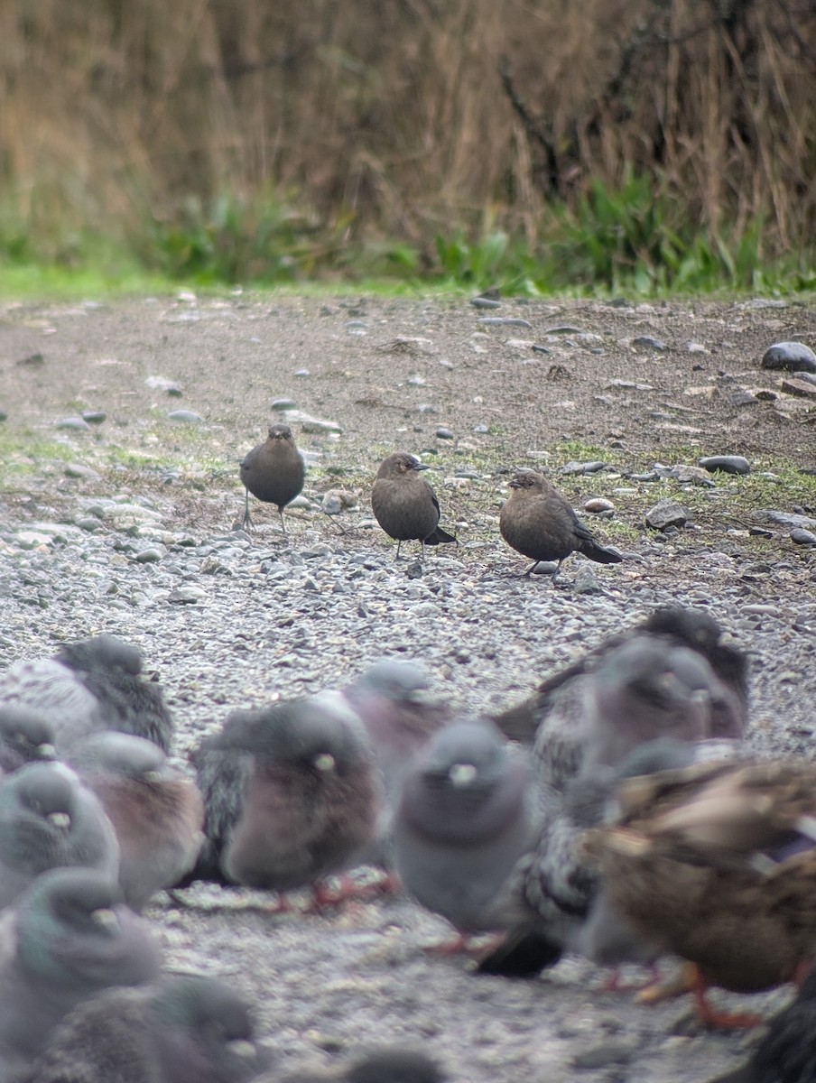 Трупіалець пурпуровий - ML645877310