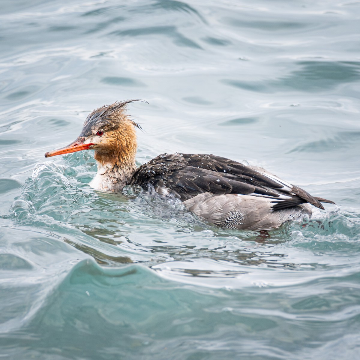 Red-breasted Merganser - ML645877316