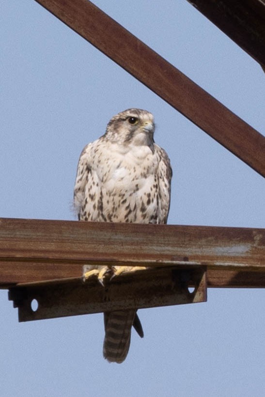 Sakre belatza - ML645877317