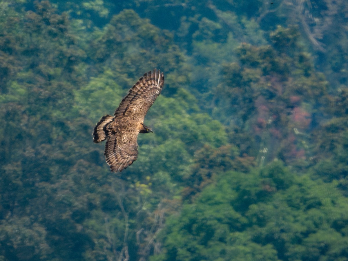 Oriental Honey-buzzard (Sunda) - ML645877318