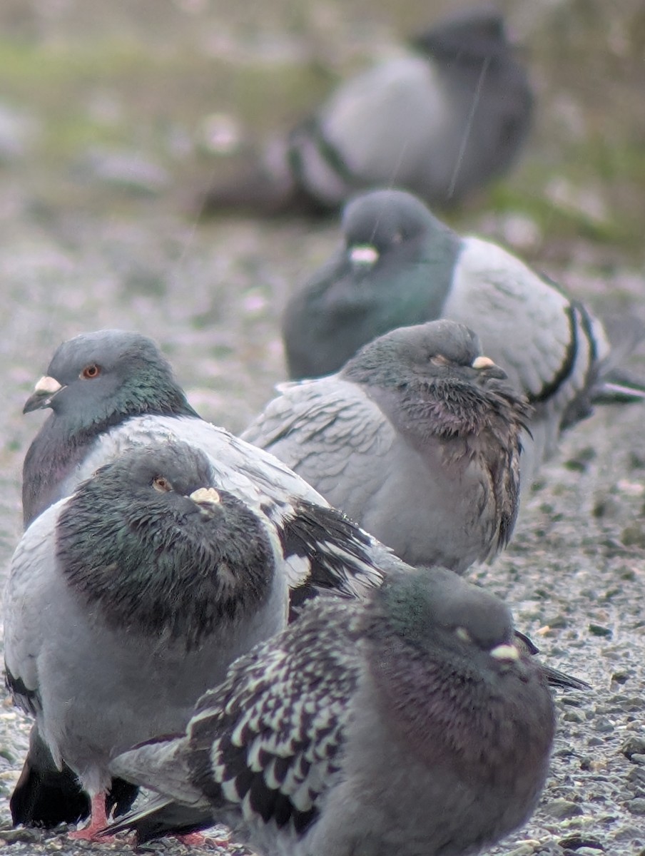 Piccione domestico - ML645877319