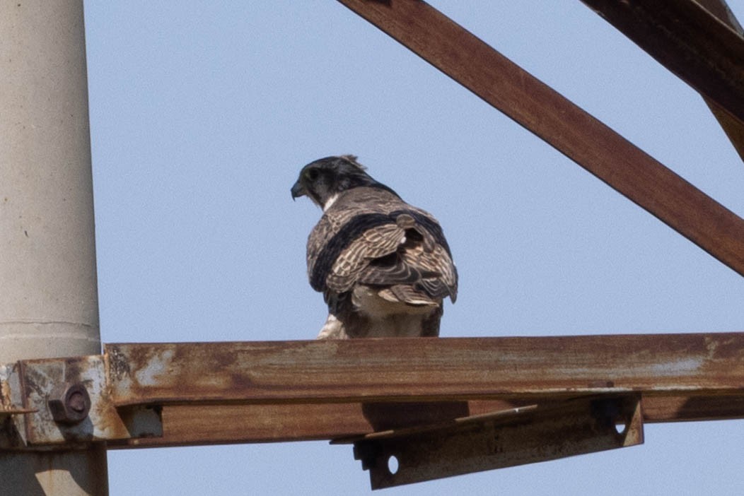 Sakre belatza - ML645877322