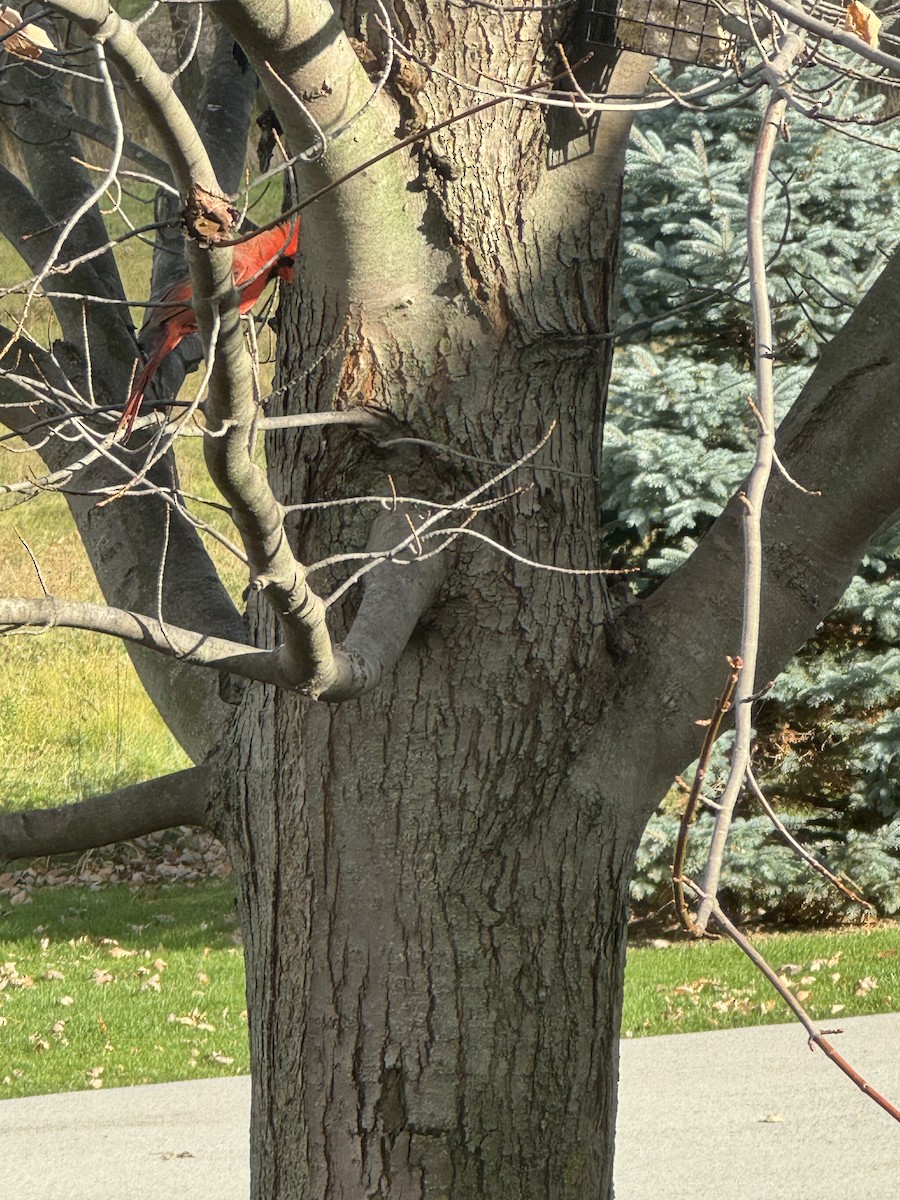 Northern Cardinal - ML645877323