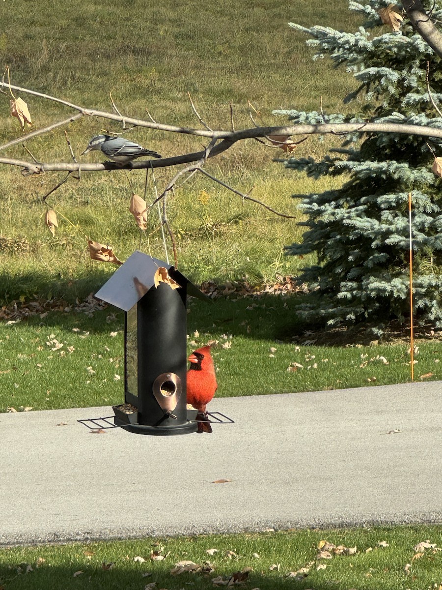 Northern Cardinal - ML645877324