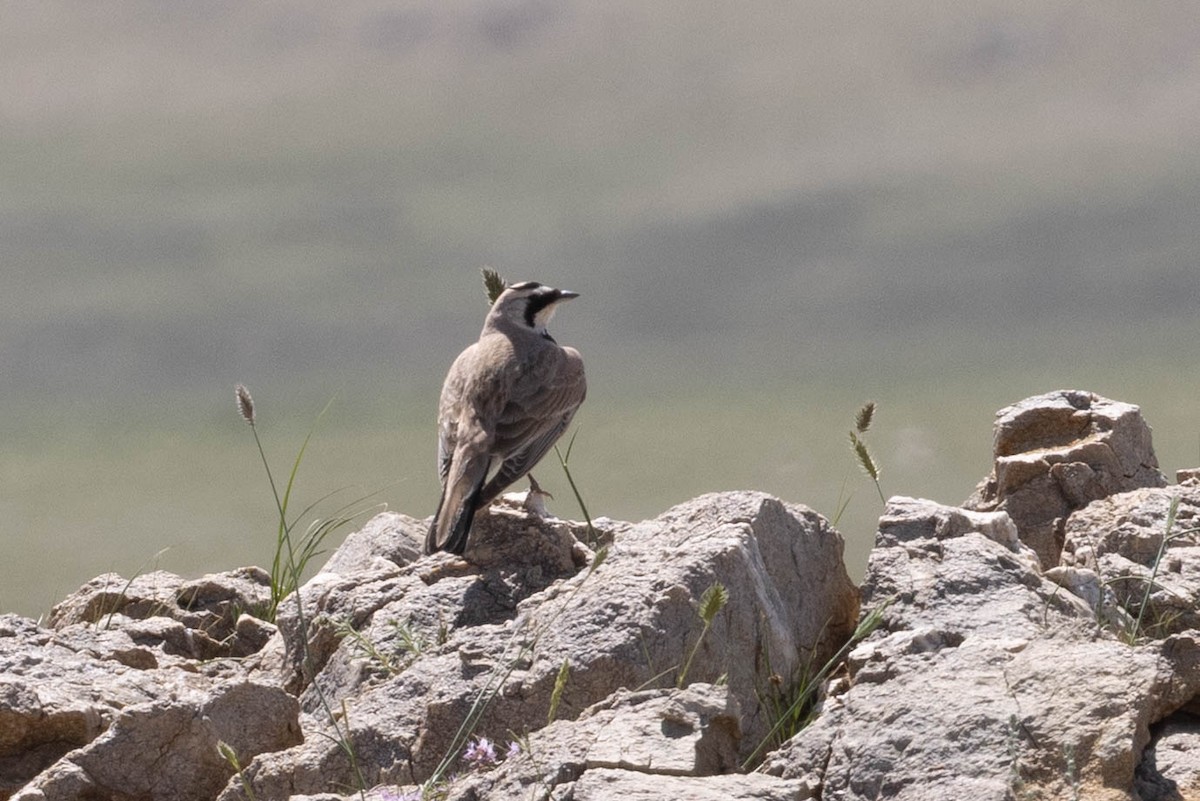 Жайворонок рогатий - ML645877325