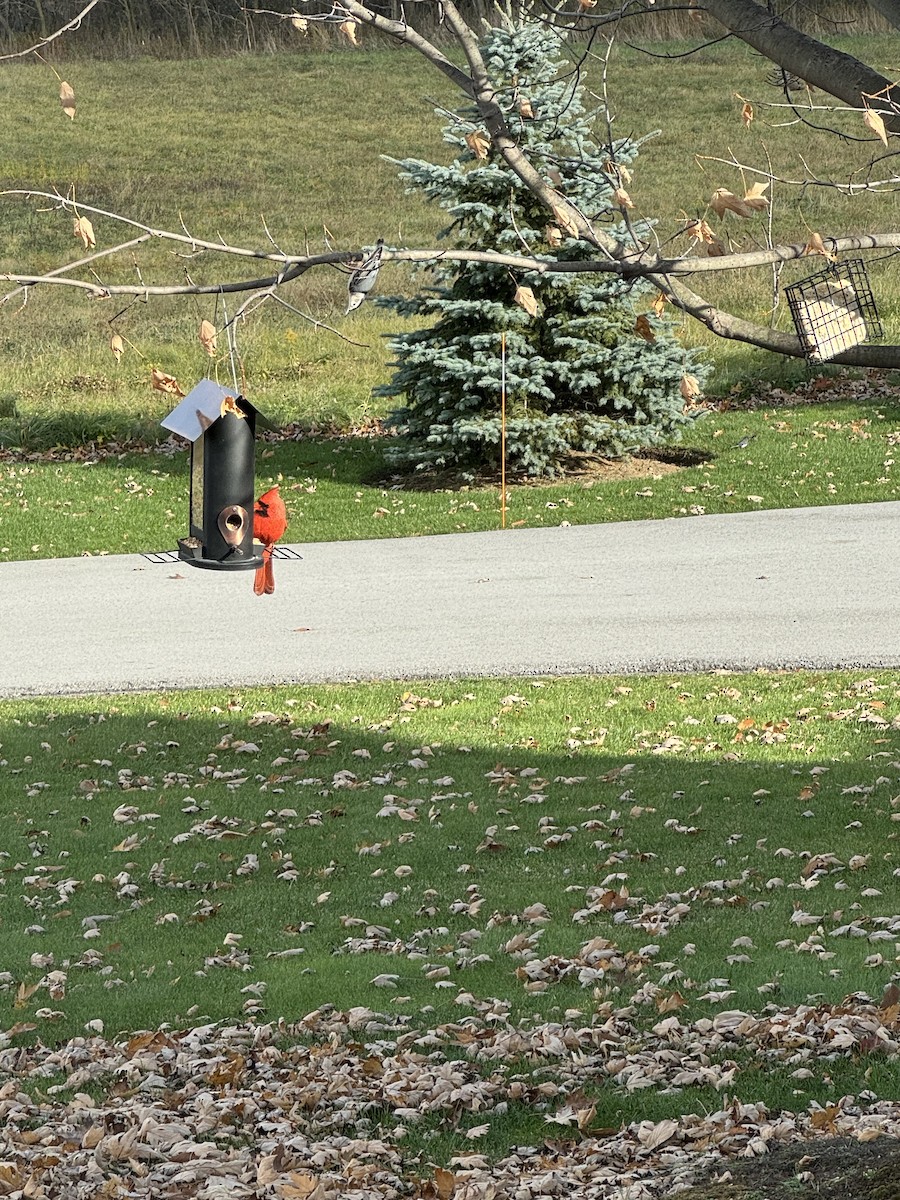 Northern Cardinal - ML645877326