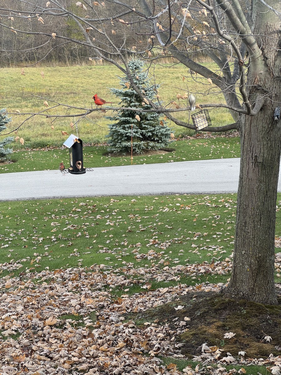 Northern Cardinal - ML645877327