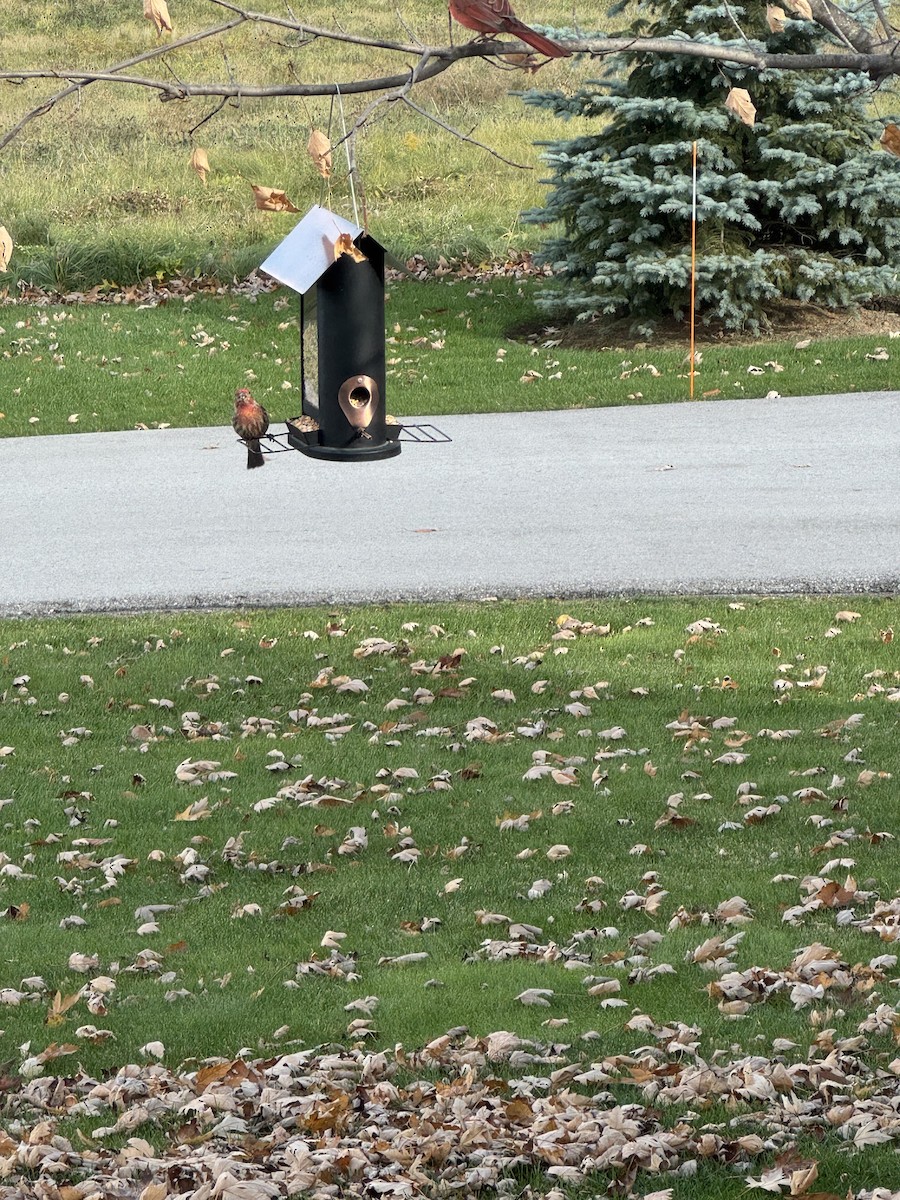 House Finch - ML645877337