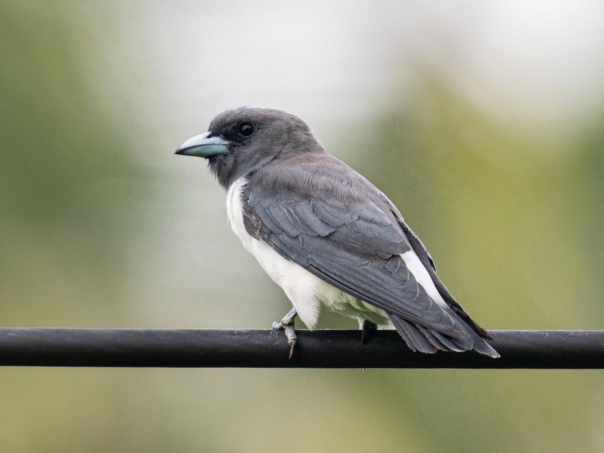 White-breasted Woodswallow - ML645877343