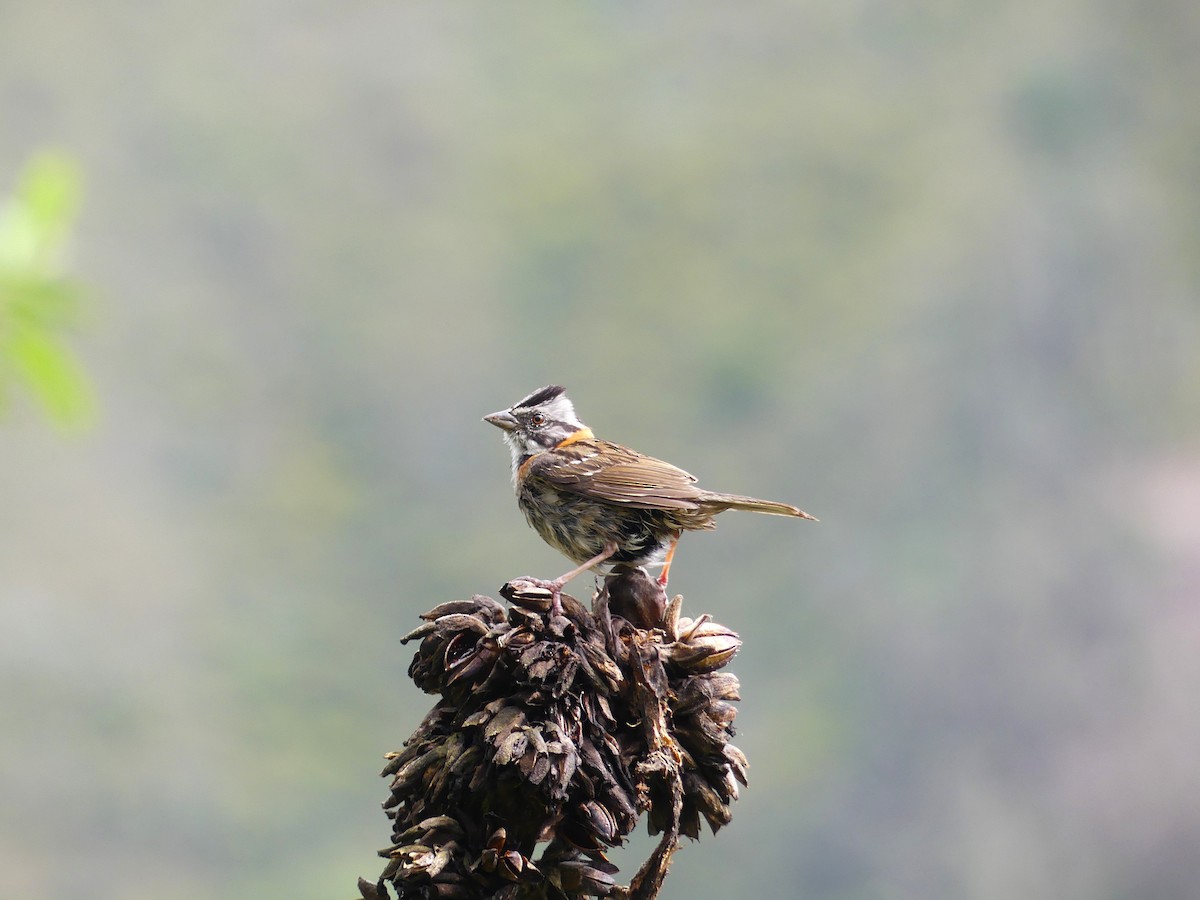 Rufous-collared Sparrow - ML645877351