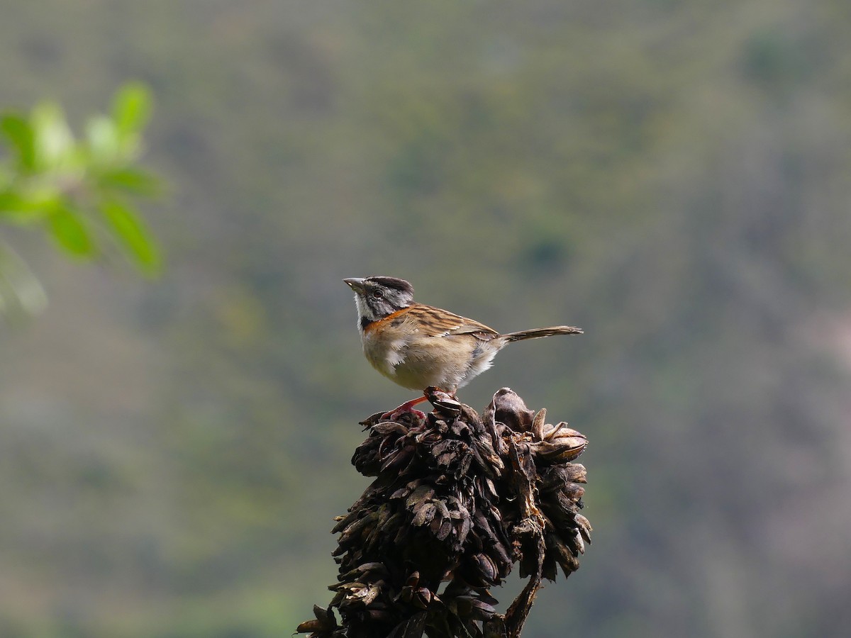 Rufous-collared Sparrow - ML645877352