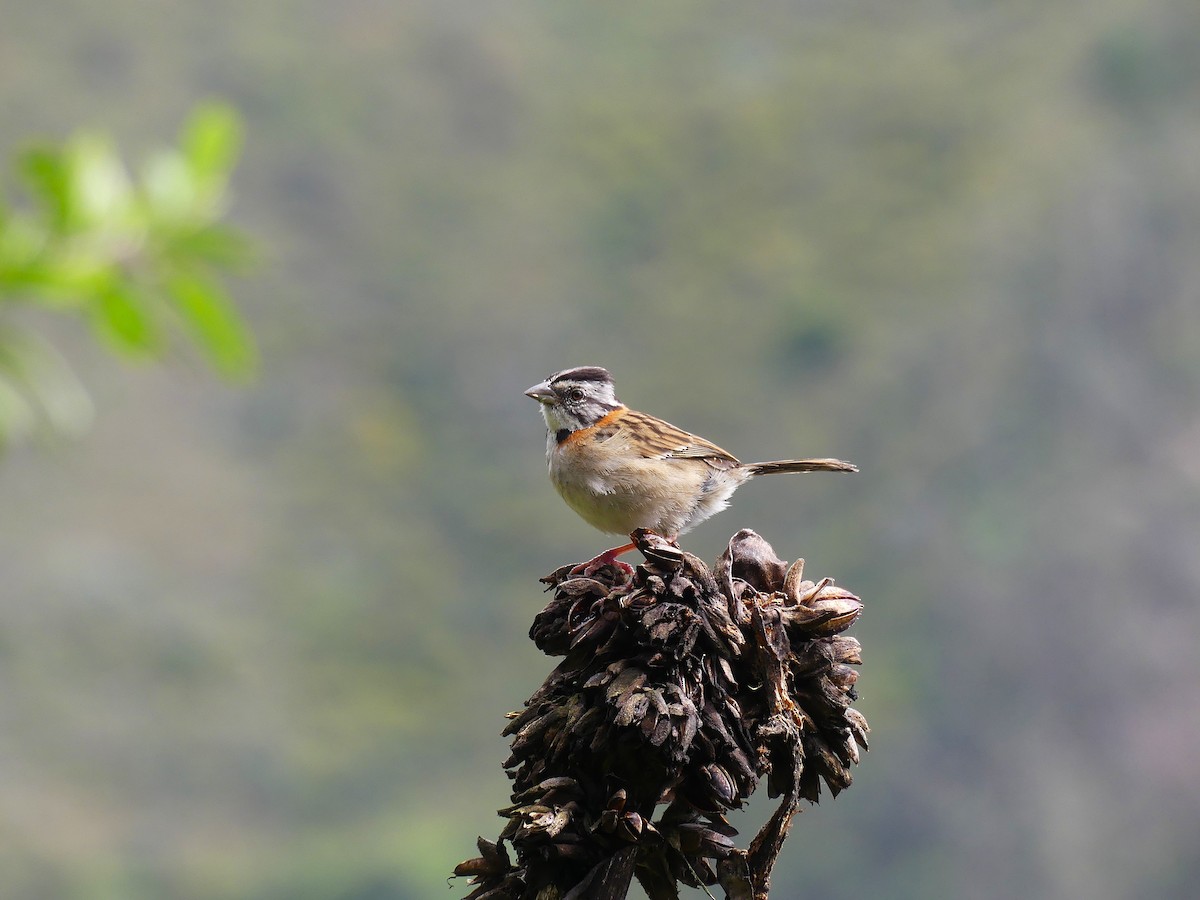 Rufous-collared Sparrow - ML645877353