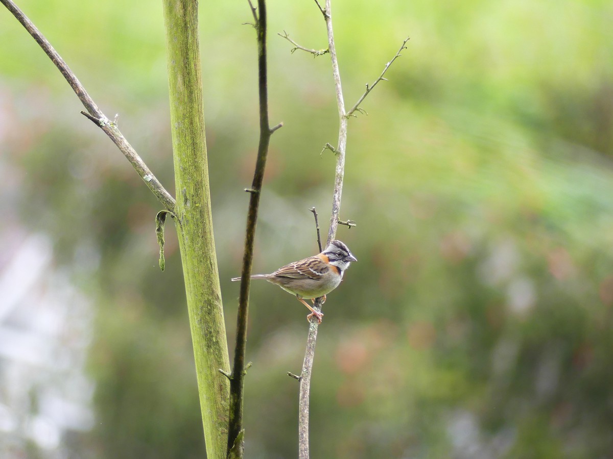 Rufous-collared Sparrow - ML645877354