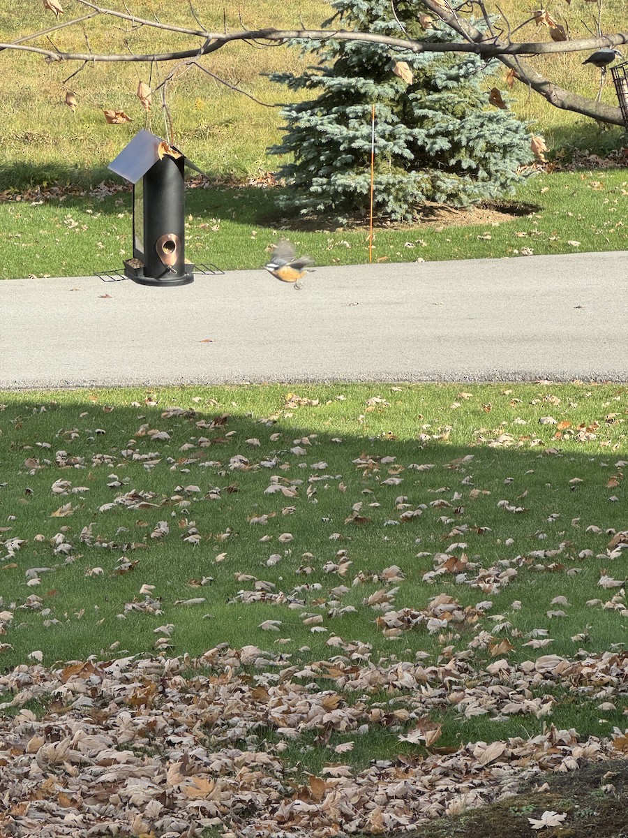Red-breasted Nuthatch - ML645877358