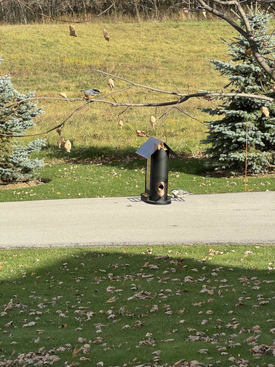 Red-breasted Nuthatch - ML645877359