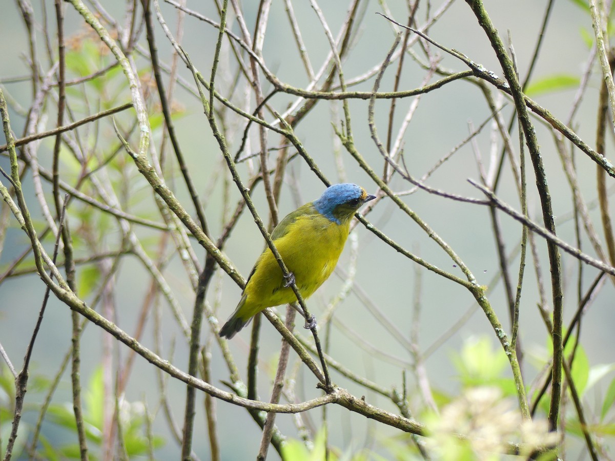 Golden-rumped Euphonia - ML645877364