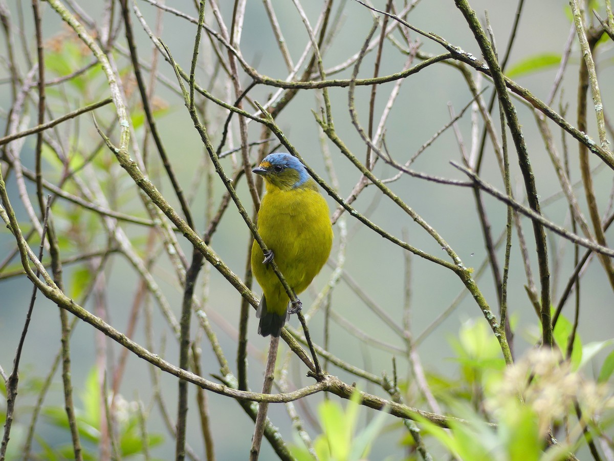 Golden-rumped Euphonia - ML645877365