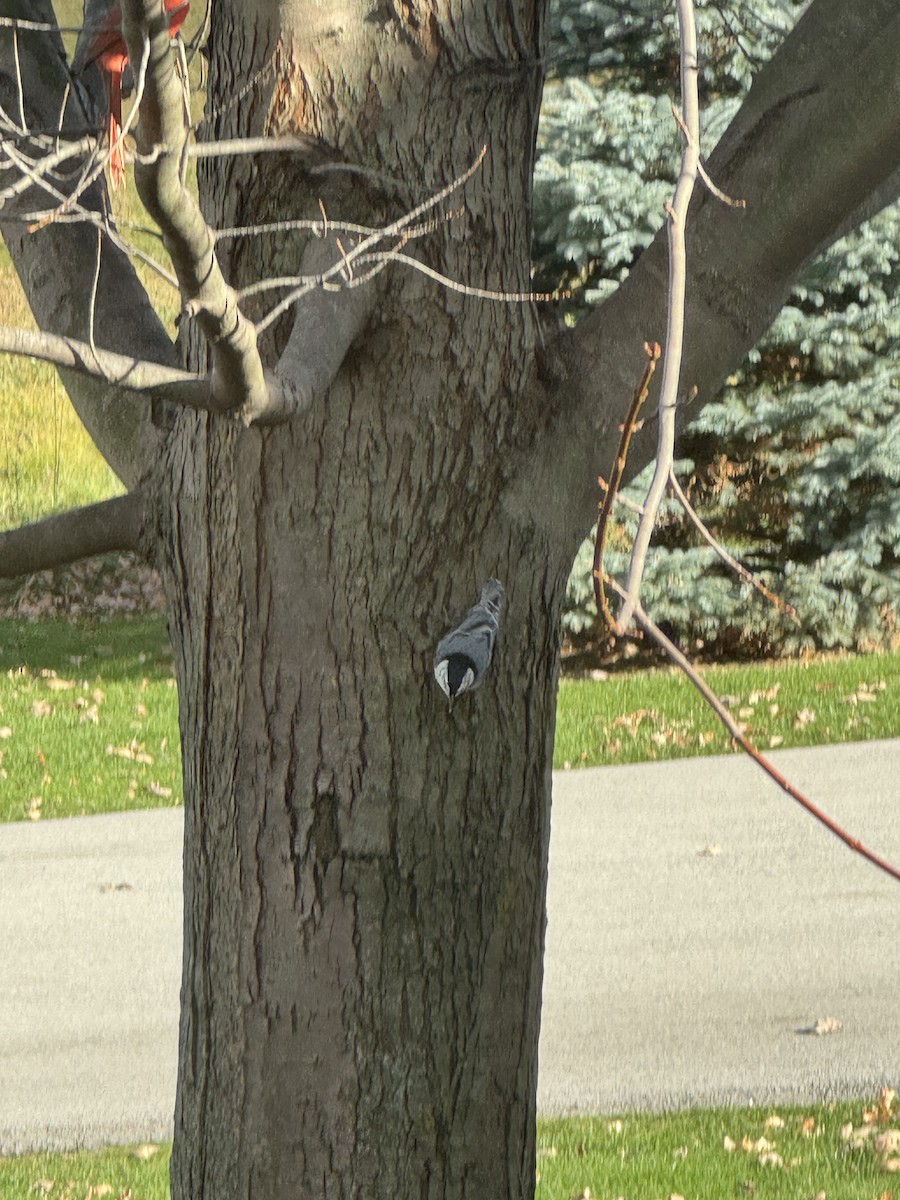 White-breasted Nuthatch - ML645877374