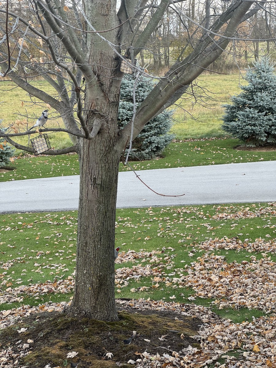 Blue Jay - ML645877375