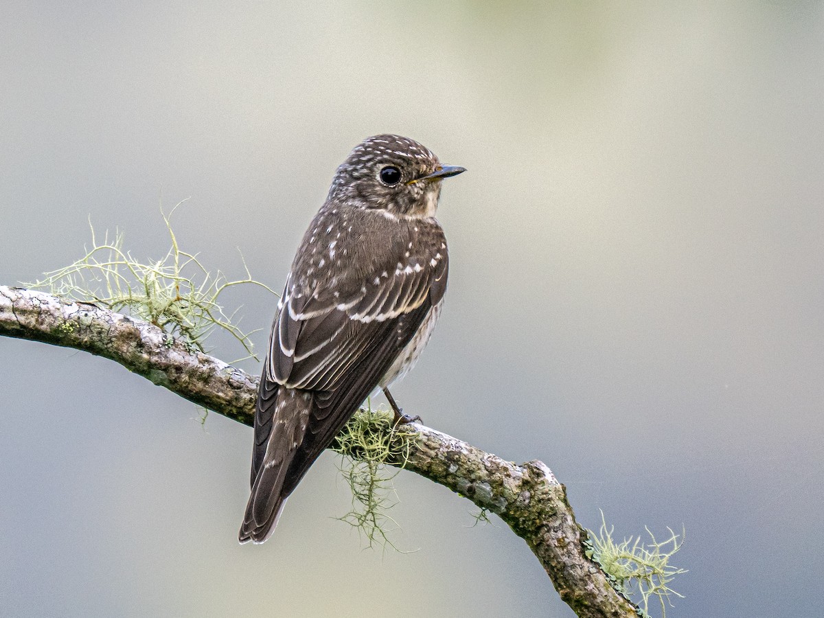 Dark-sided Flycatcher - ML645877379
