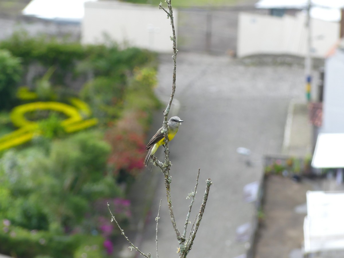 Tropical Kingbird - ML645877383