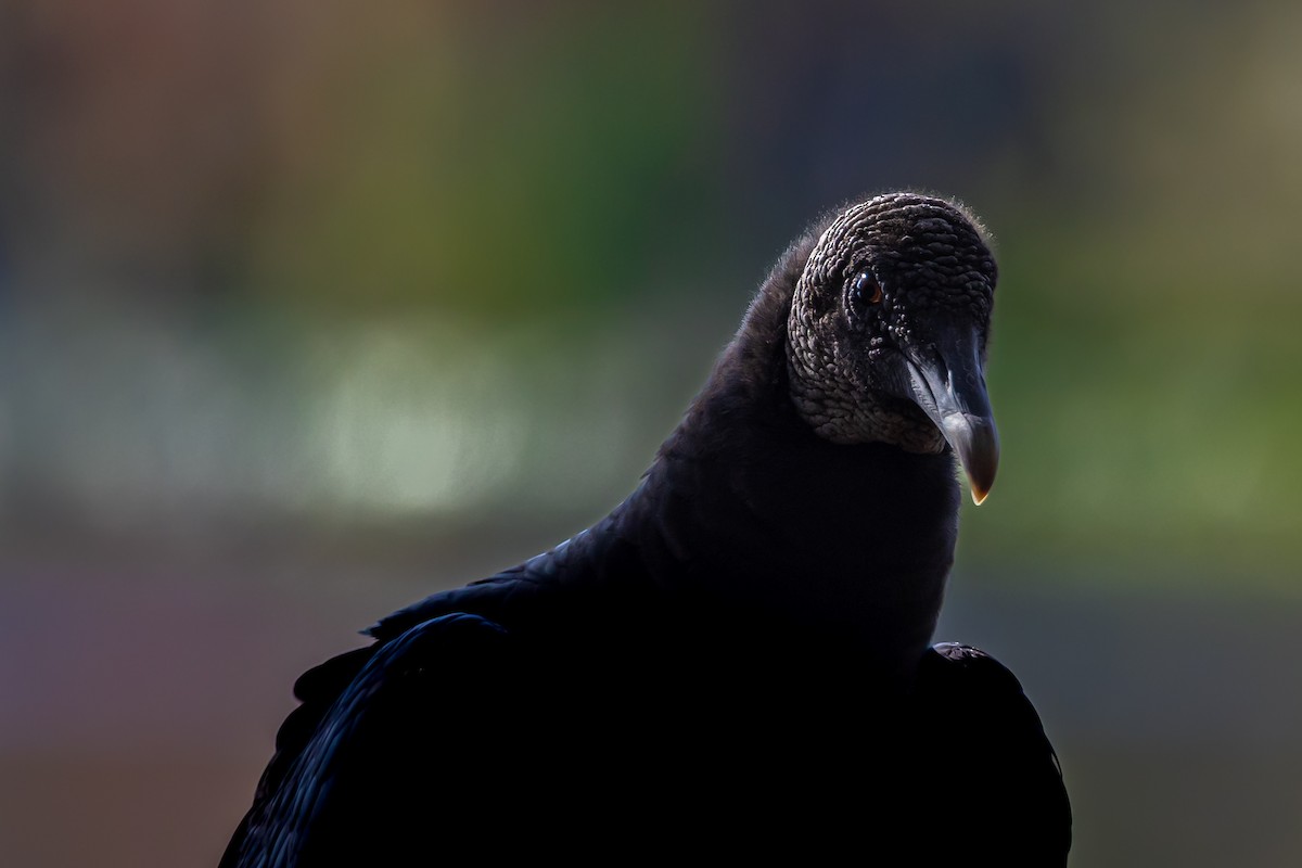 Black Vulture - ML645877384