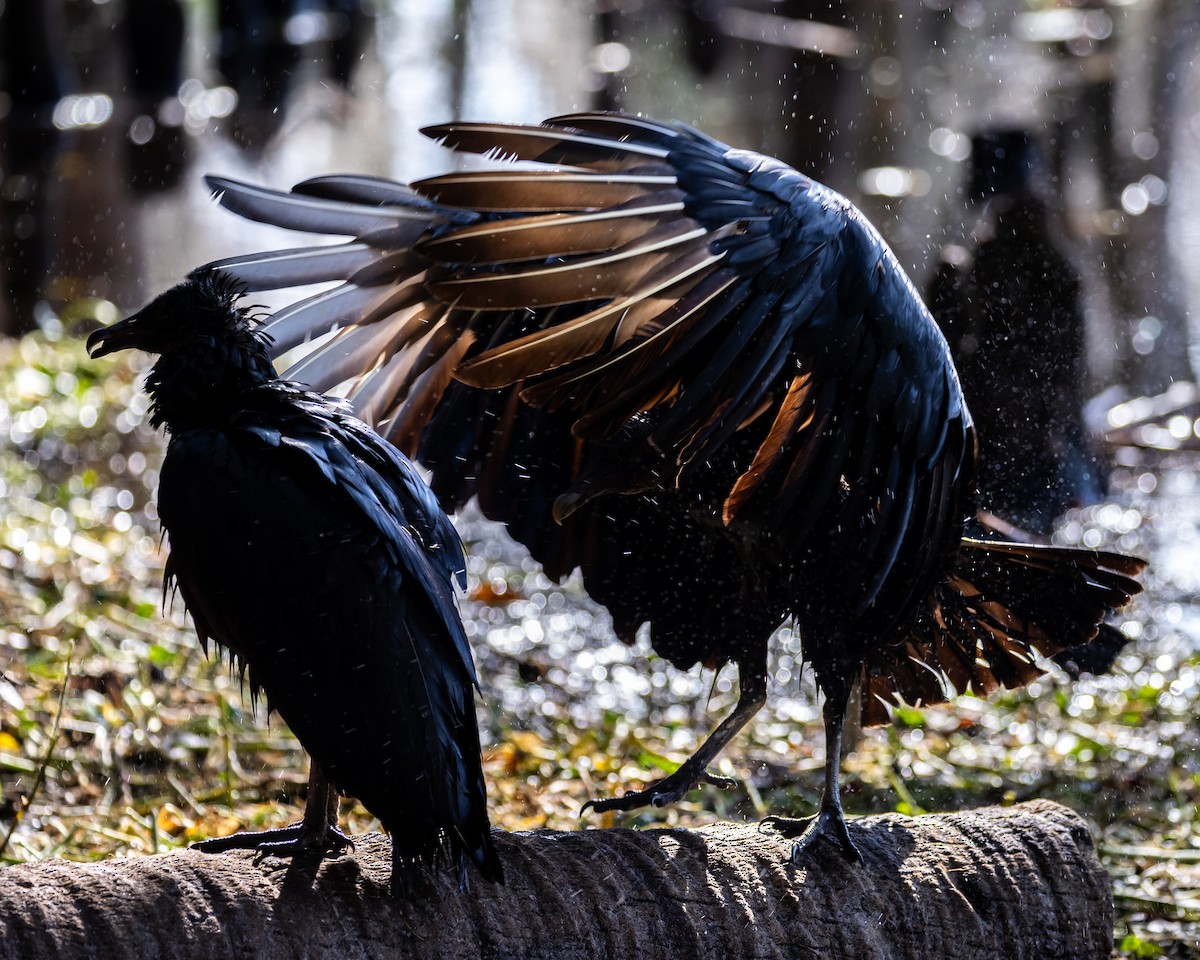 Black Vulture - ML645877385