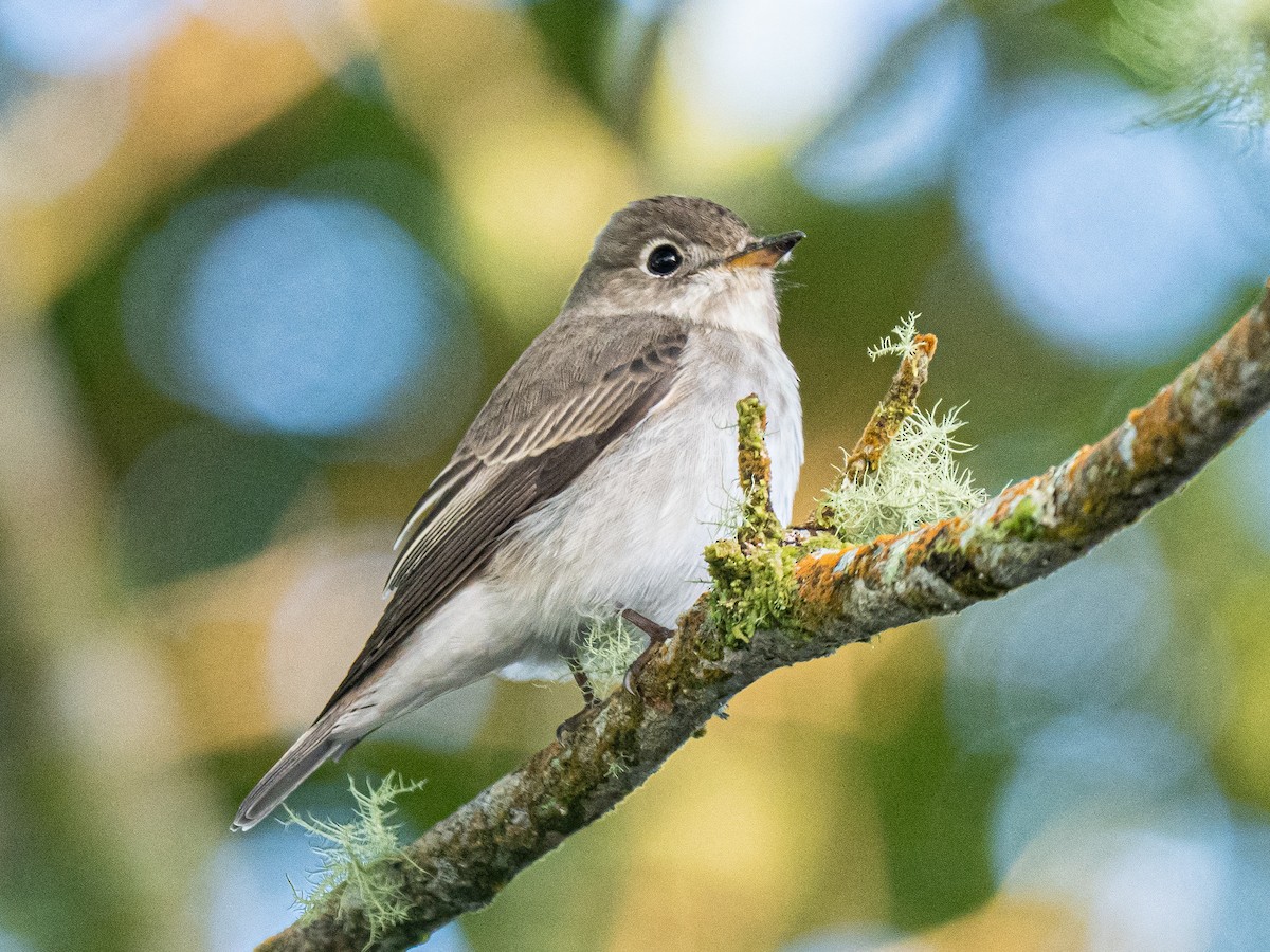 Asian Brown Flycatcher - ML645877386