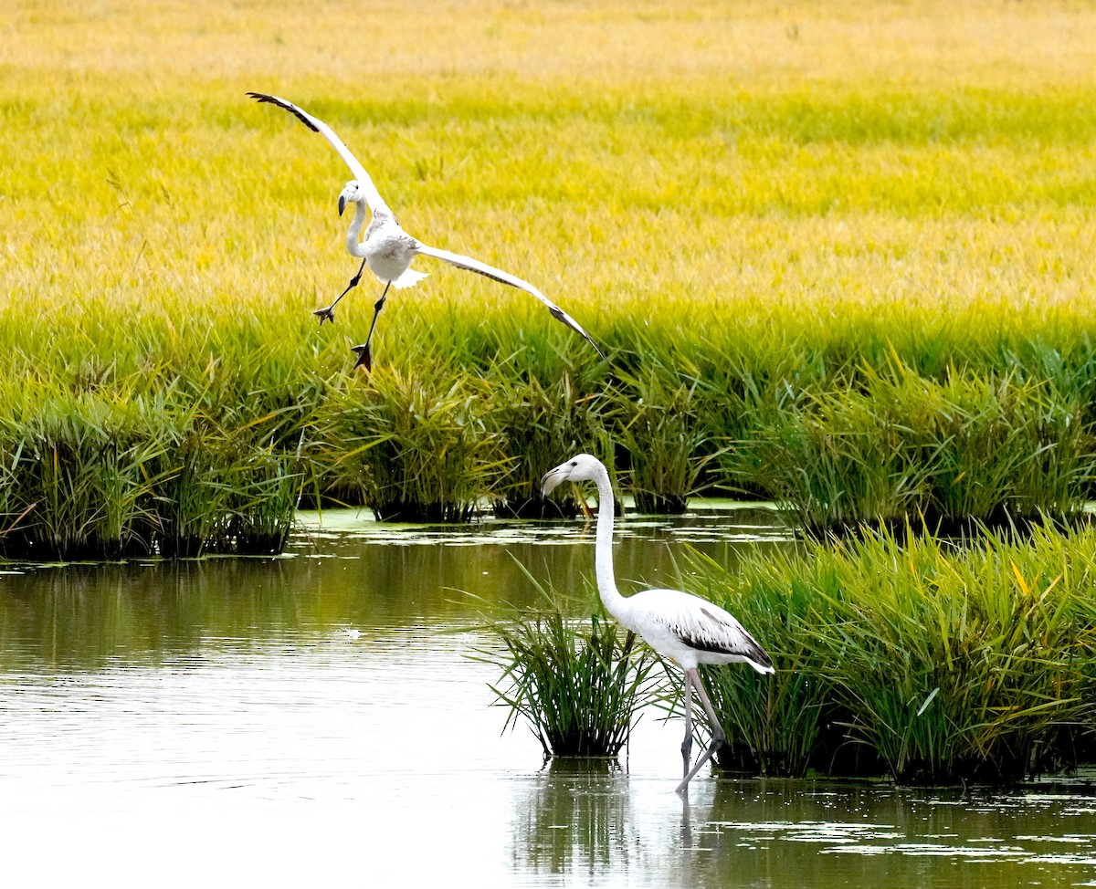Greater Flamingo - ML645877387
