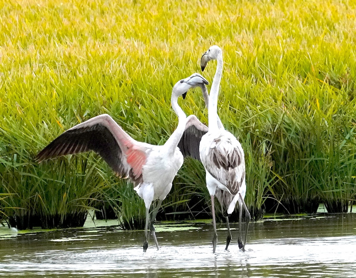 Greater Flamingo - ML645877388