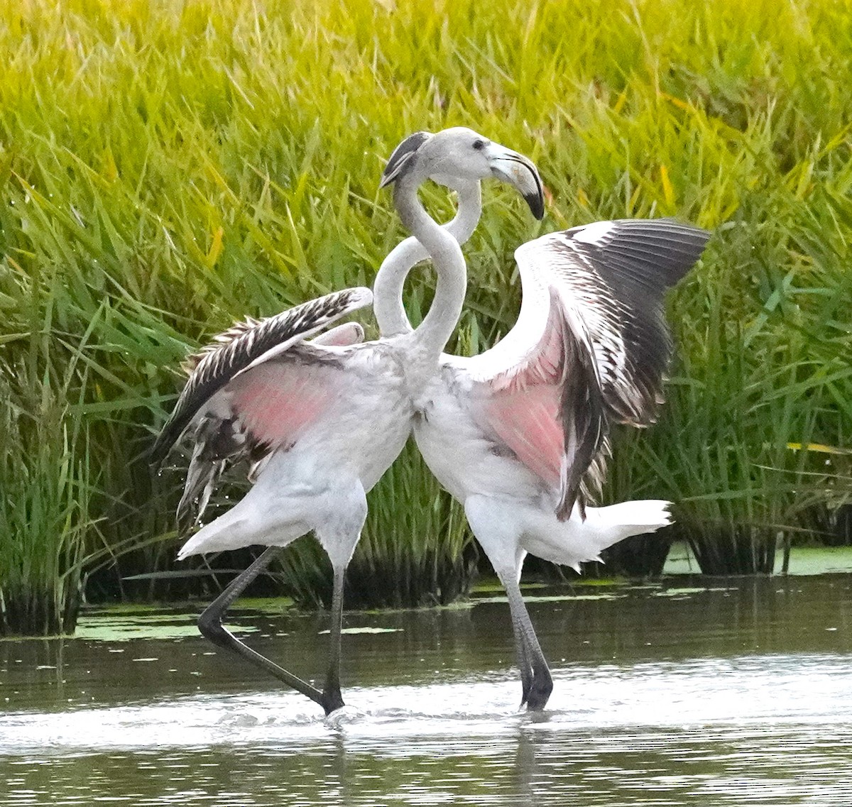 Greater Flamingo - ML645877389