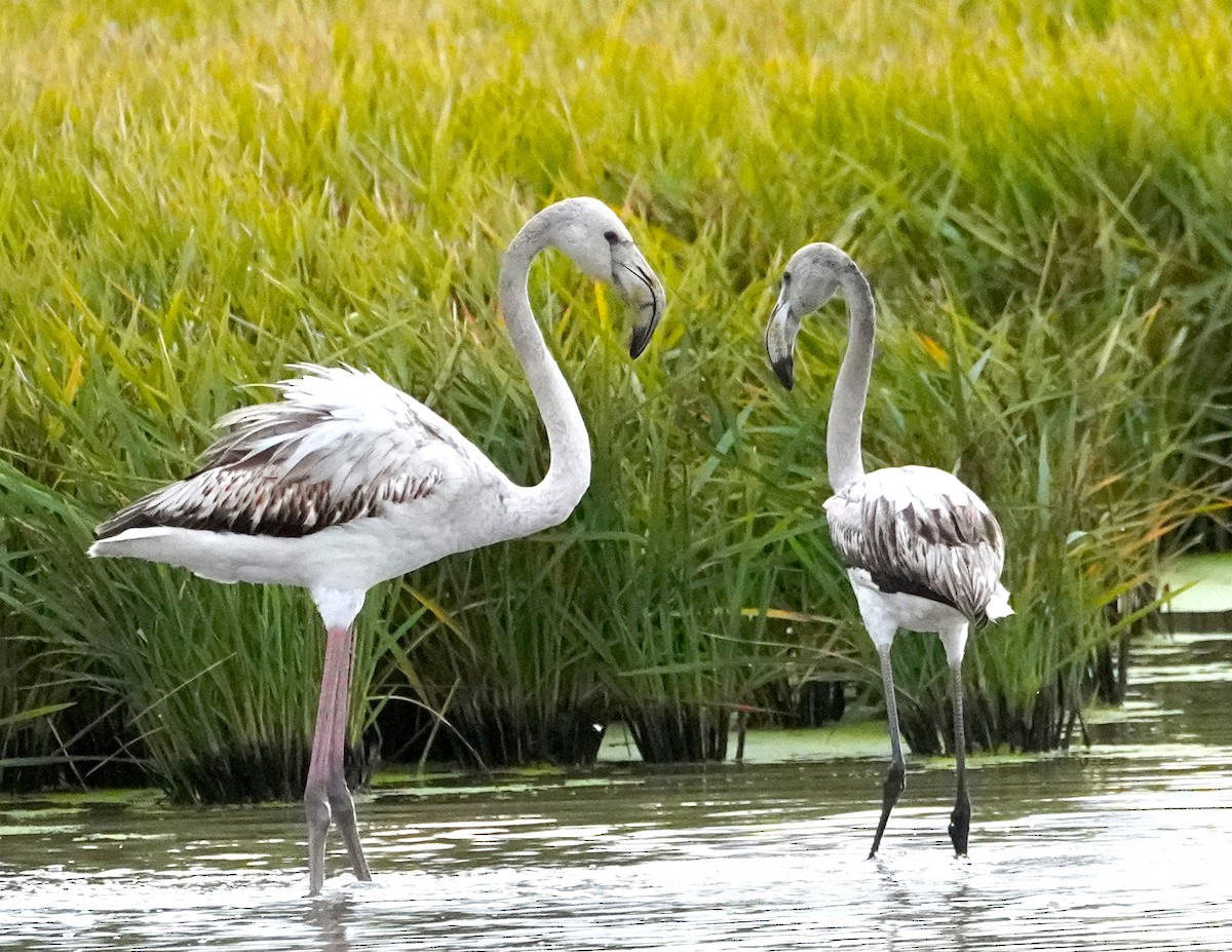 Greater Flamingo - ML645877391