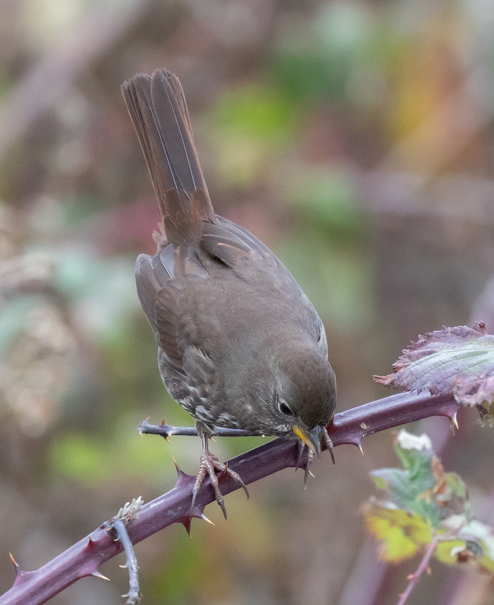 strnadec kaštanový [skupina unalaschcensis] - ML645877392