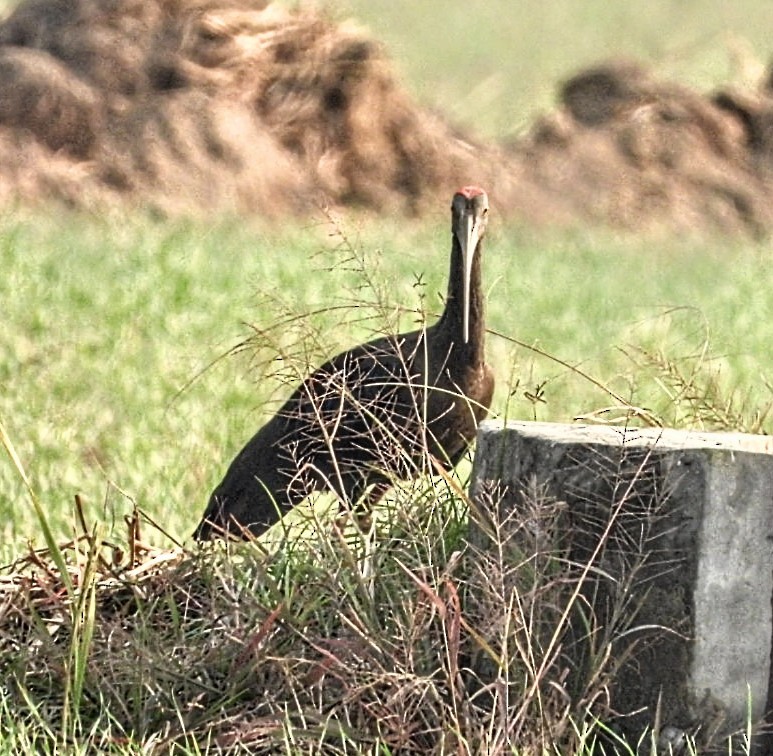Red-naped Ibis - ML645877397