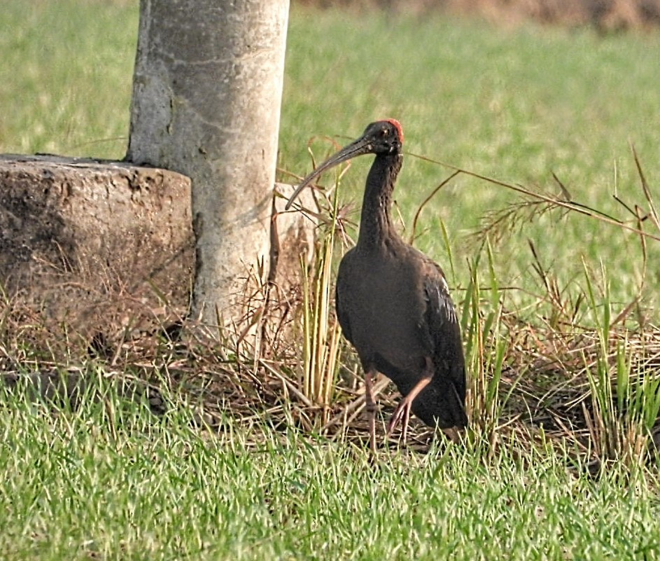 Red-naped Ibis - ML645877398
