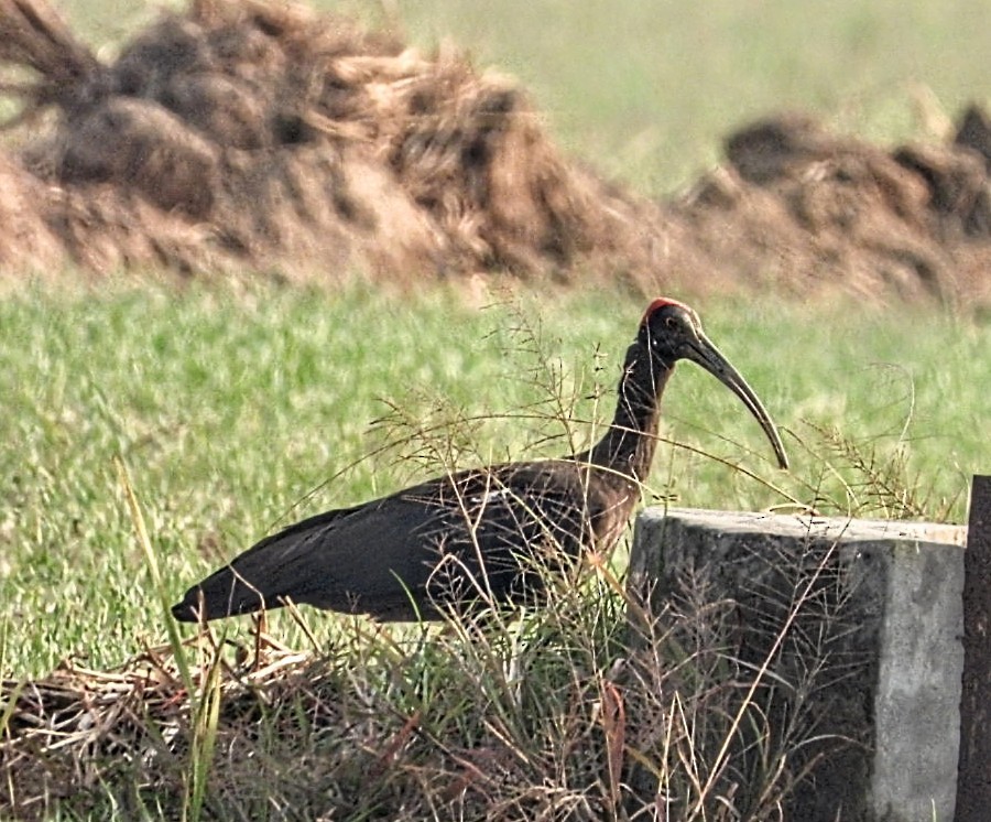 Red-naped Ibis - ML645877399