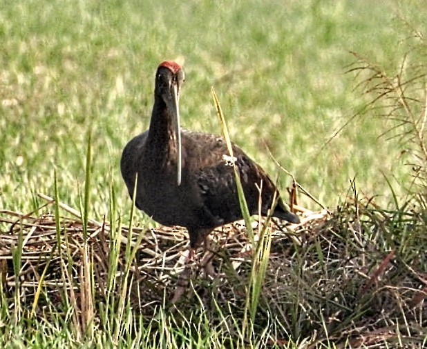 Red-naped Ibis - ML645877400