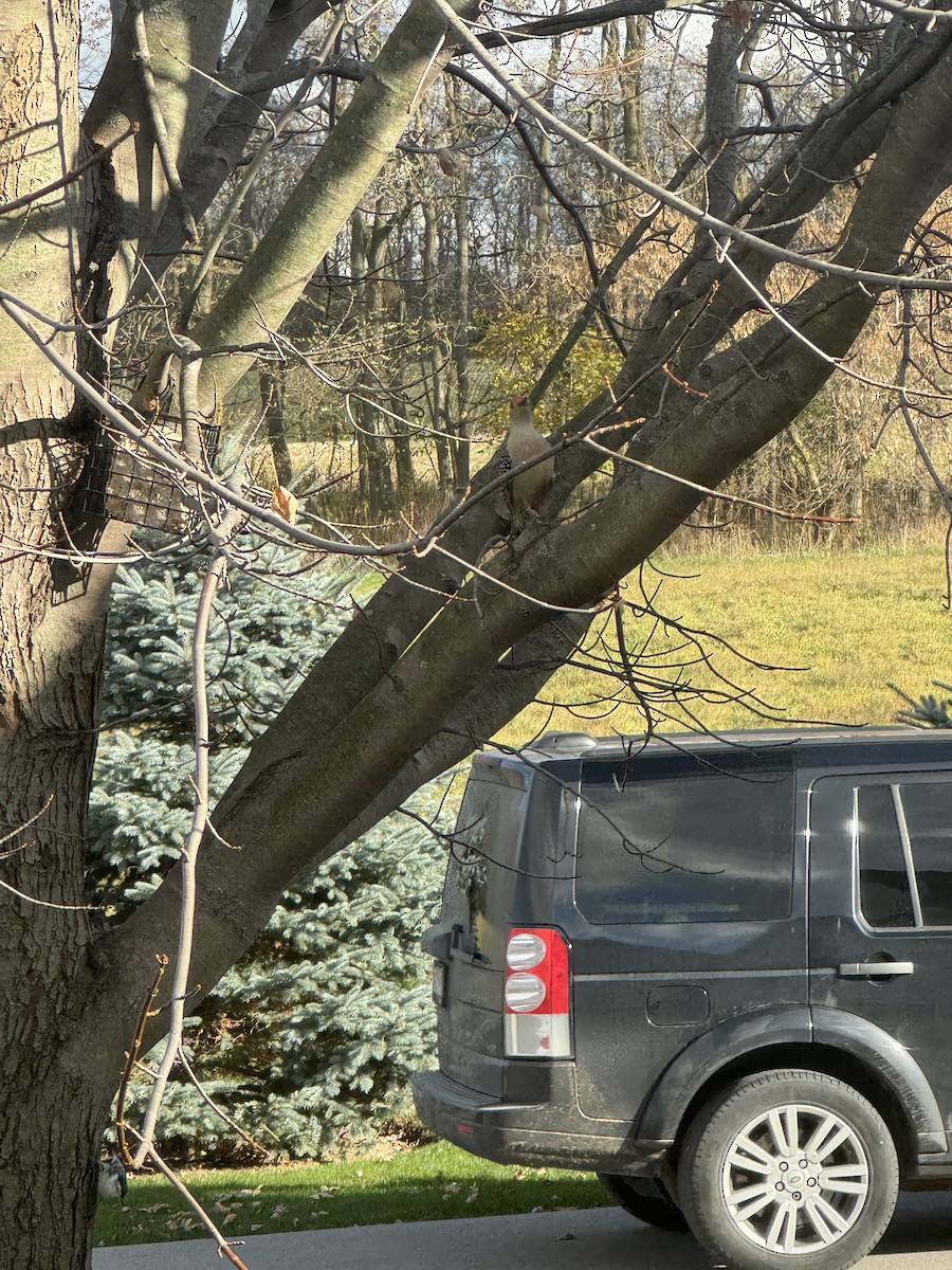 Red-bellied Woodpecker - ML645877401