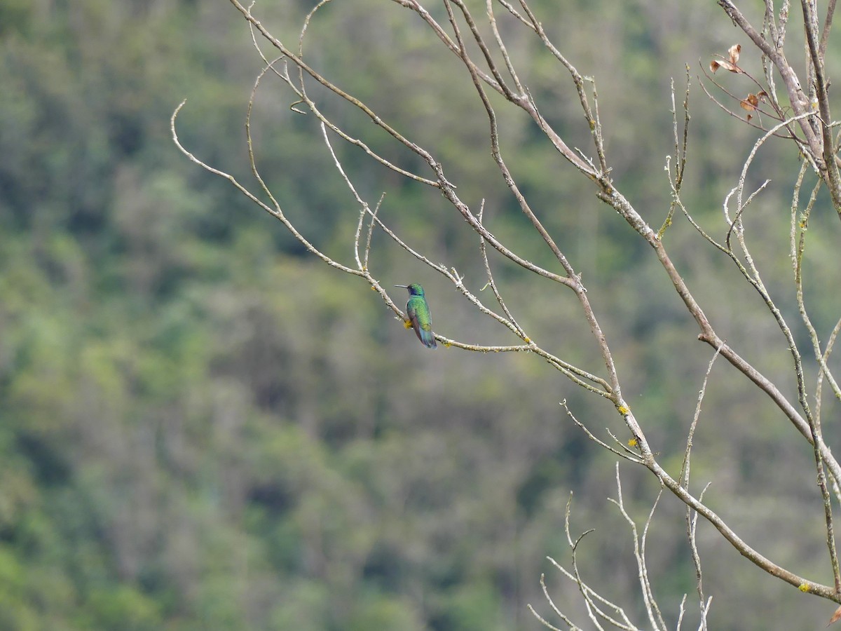 Lesser Violetear - ML645877403