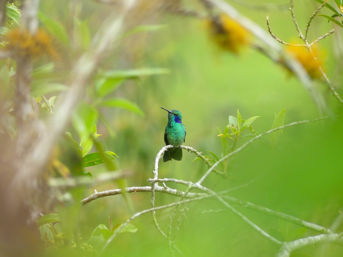 Lesser Violetear - ML645877404