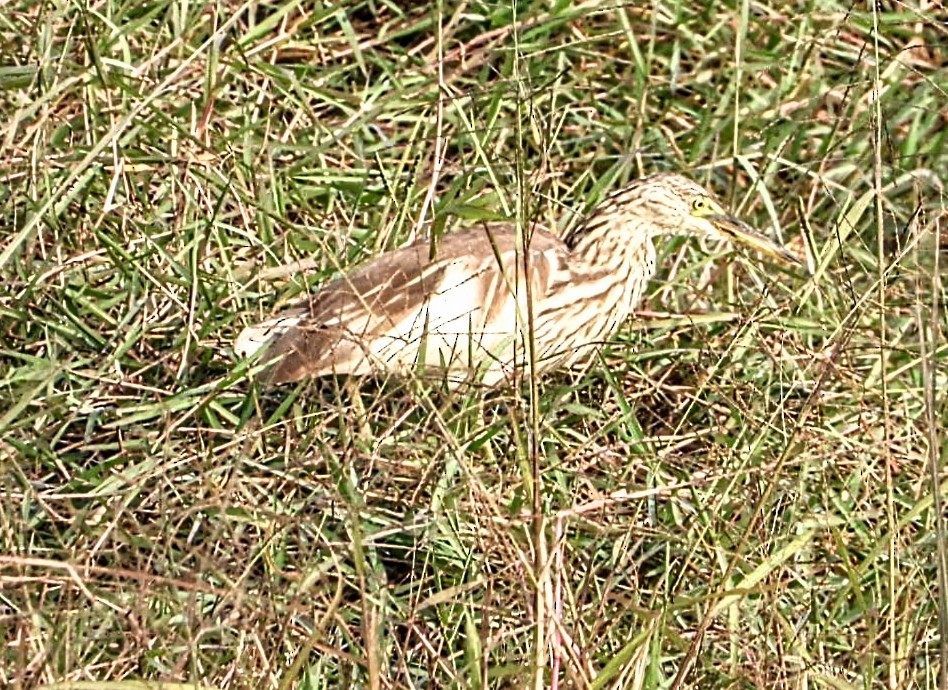 אנפית סוף הודית - ML645877405