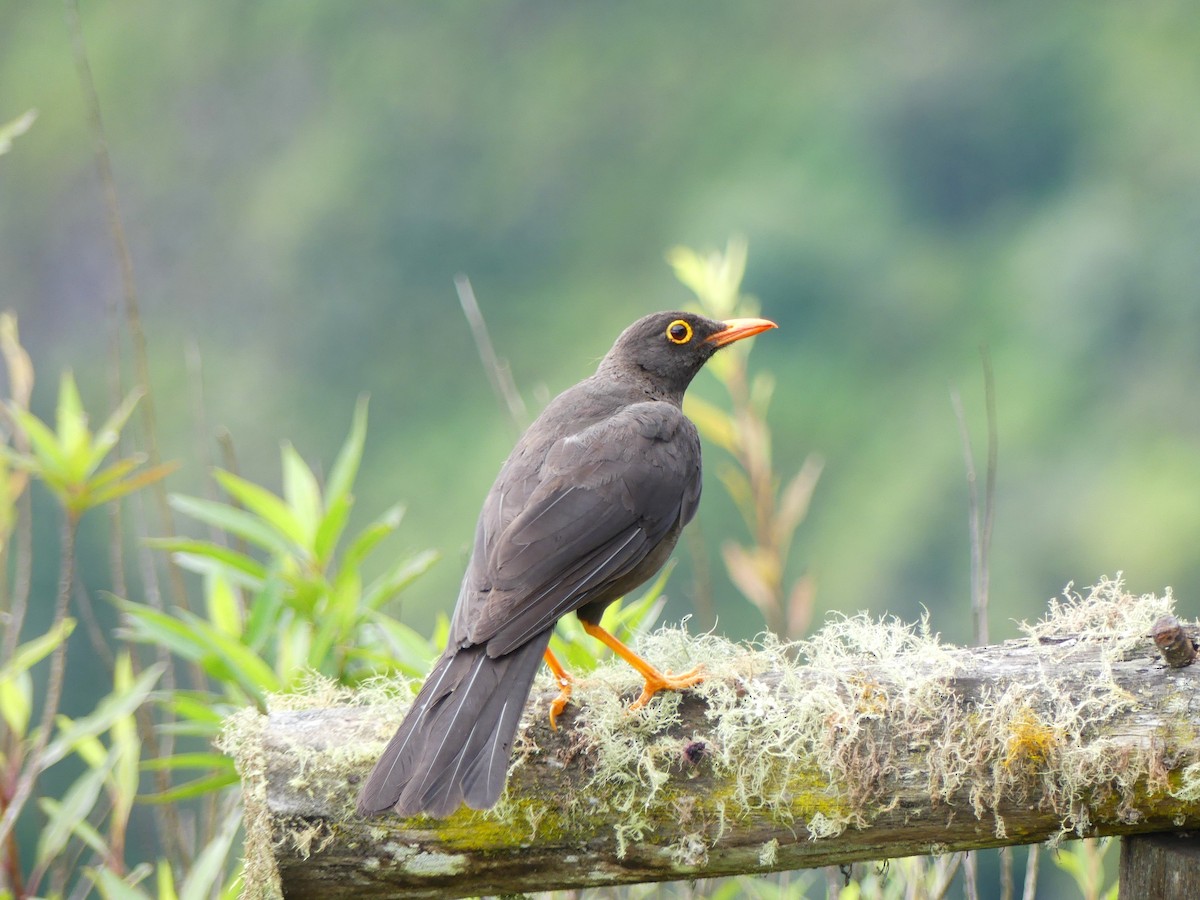 Great Thrush - ML645877406