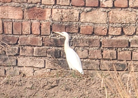 אנפית בקר מזרחית - ML645877407