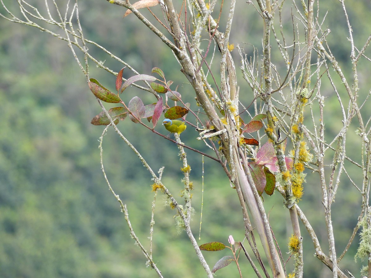 Golden-rumped Euphonia - ML645877409