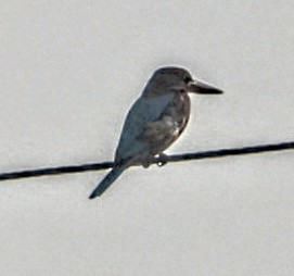 שלדג לבן-חזה - ML645877410