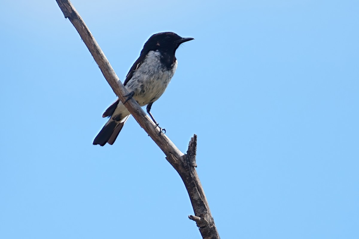 Hooded Robin - ML645877412