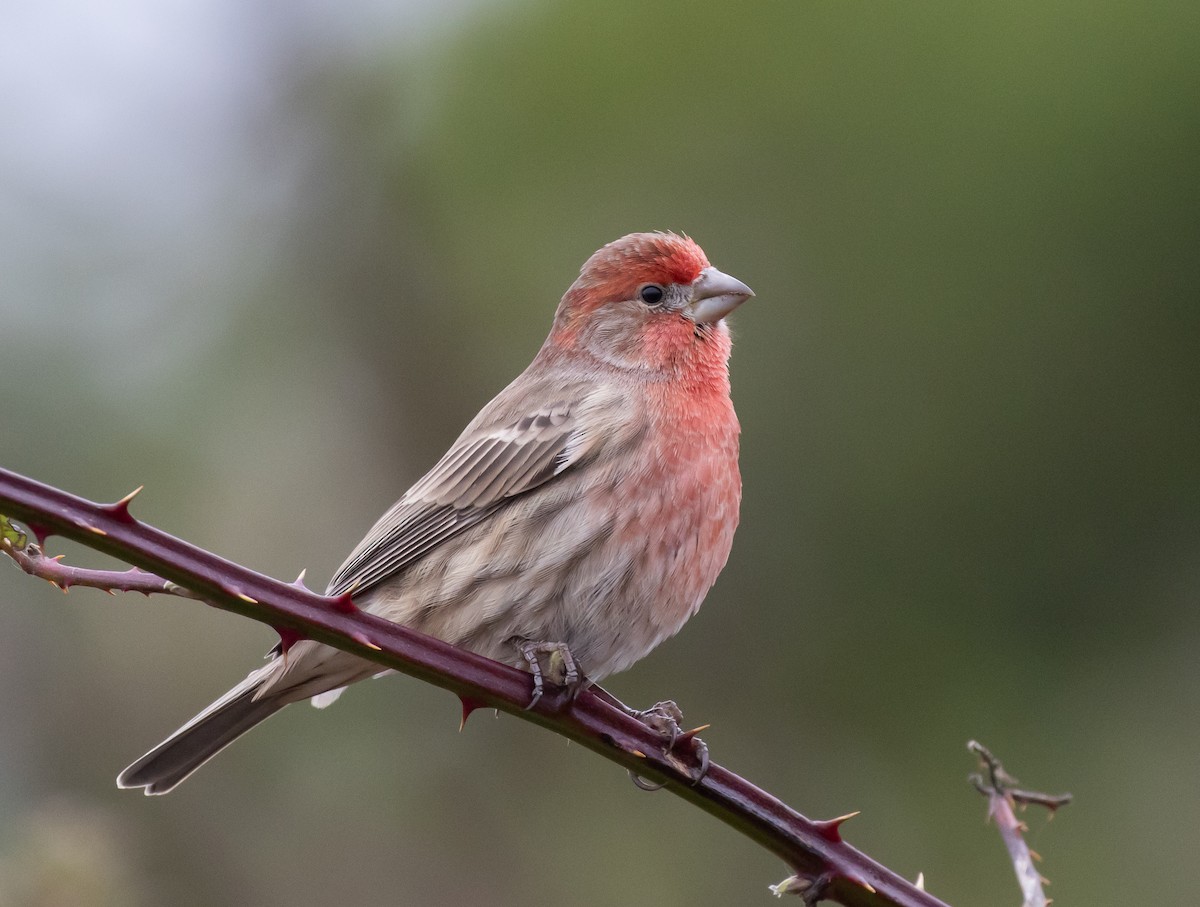 House Finch - ML645877413