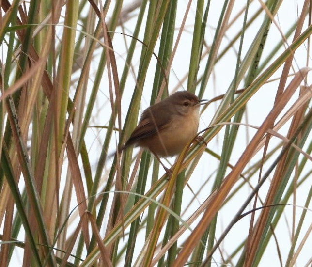 Plain Prinia - ML645877415