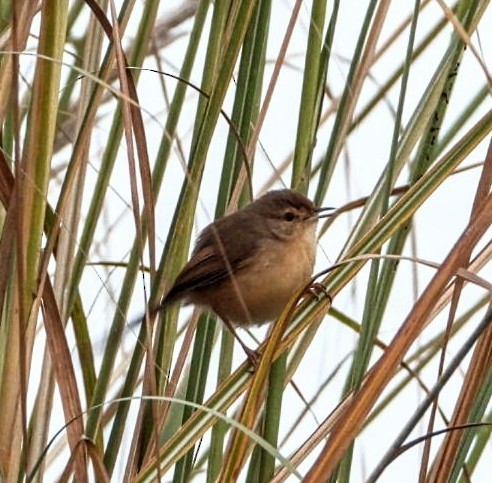 Plain Prinia - ML645877416