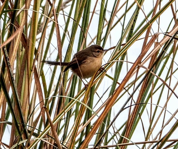 Plain Prinia - ML645877417